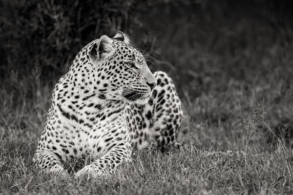 Africa-Kenya-Maasai Mara National Reserve Close-up of resting leopard